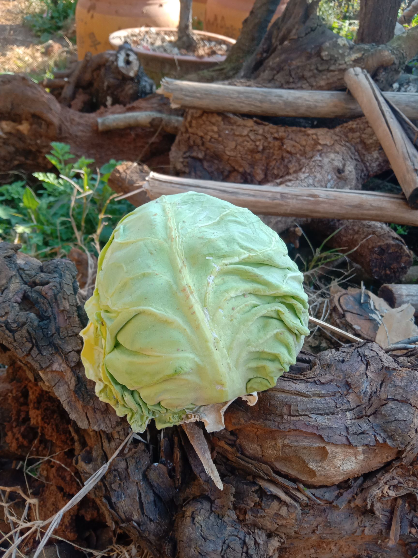 冬寒菜 有要小铁头的速度，百多吨正好上市市了