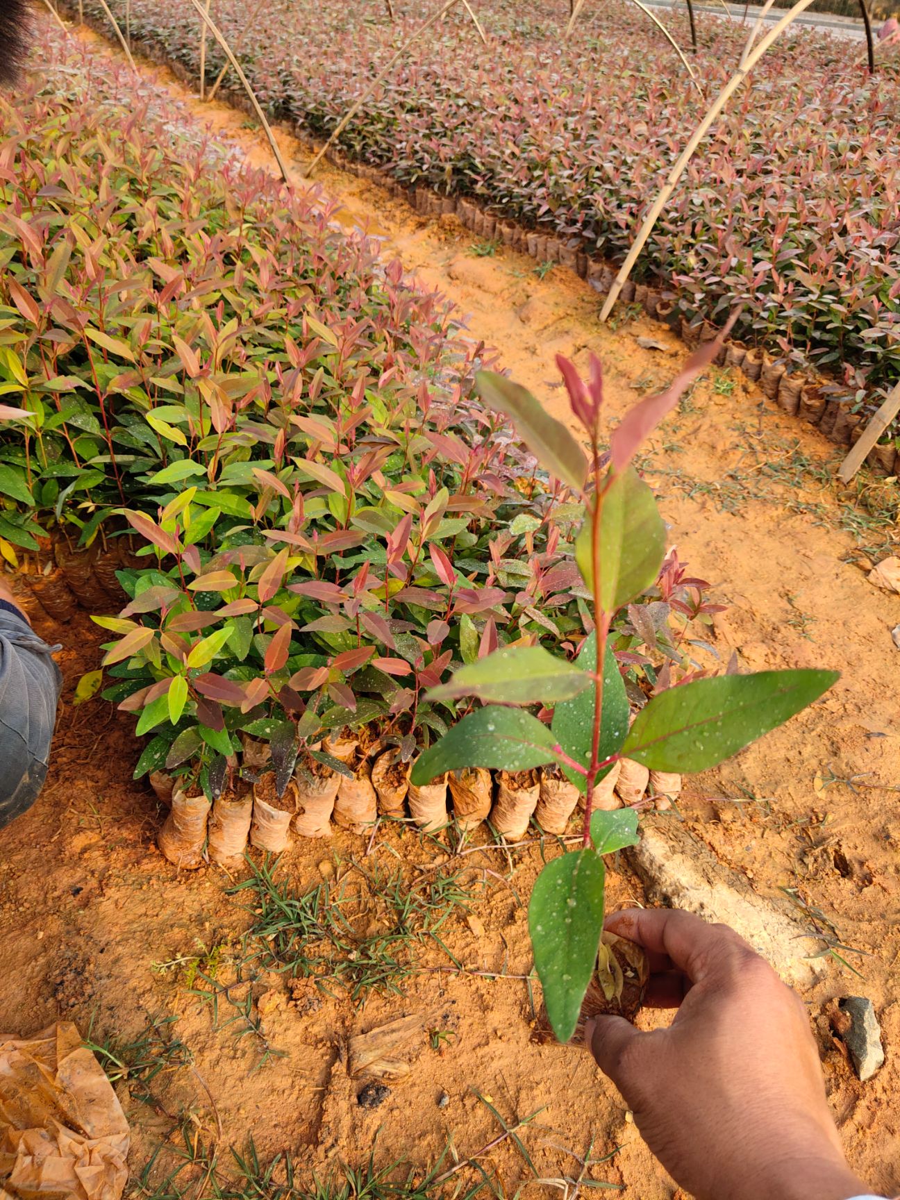 桉树苗  32－29桉树组培苗