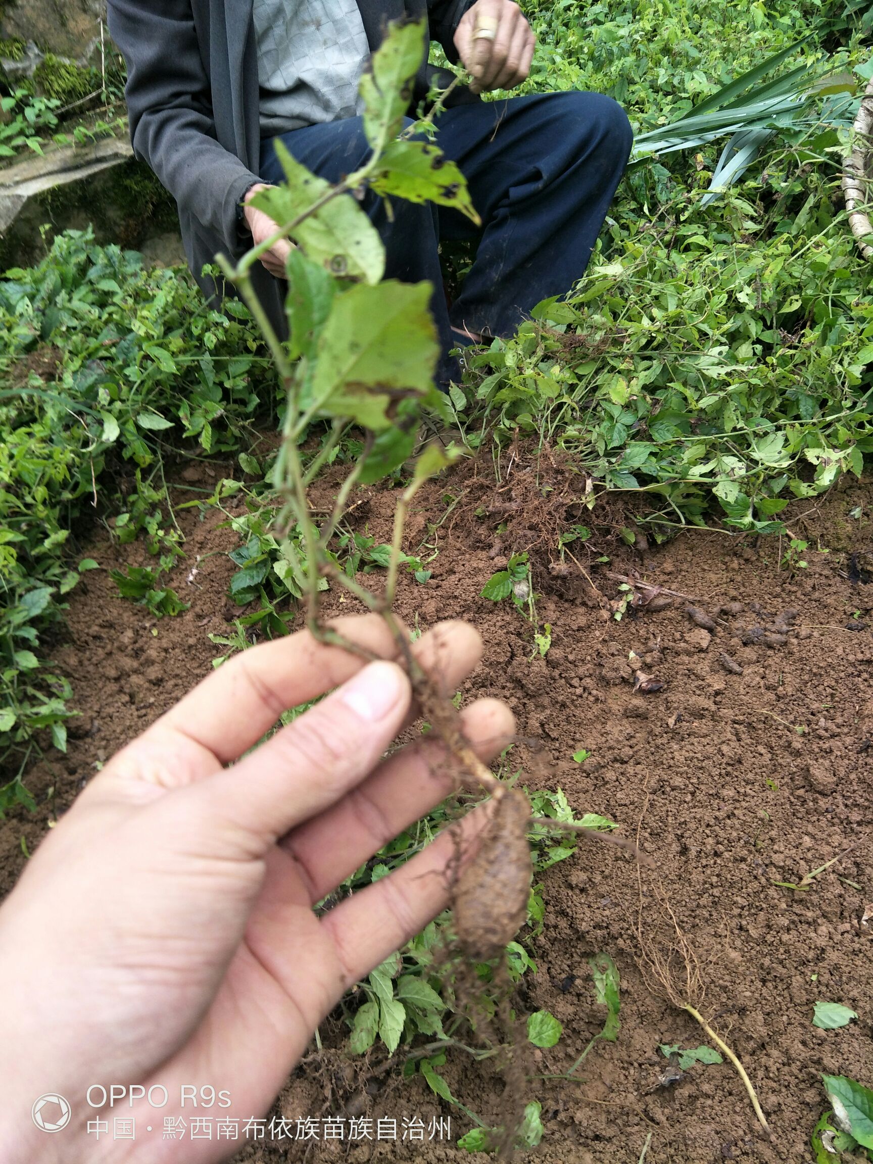 三叶崖爬藤苗  三叶青带果苗 小块根苗 苗高20-50公分试