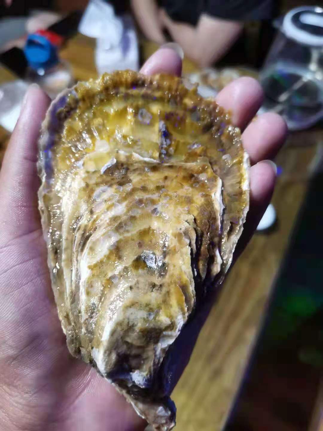  三倍体生蚝 养殖基地直批 量大从优