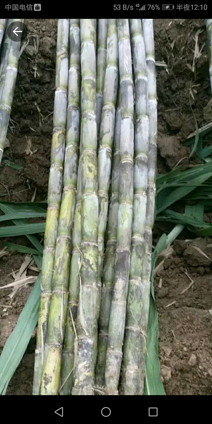 青皮白玉甘蔗，水份多，超级甜，