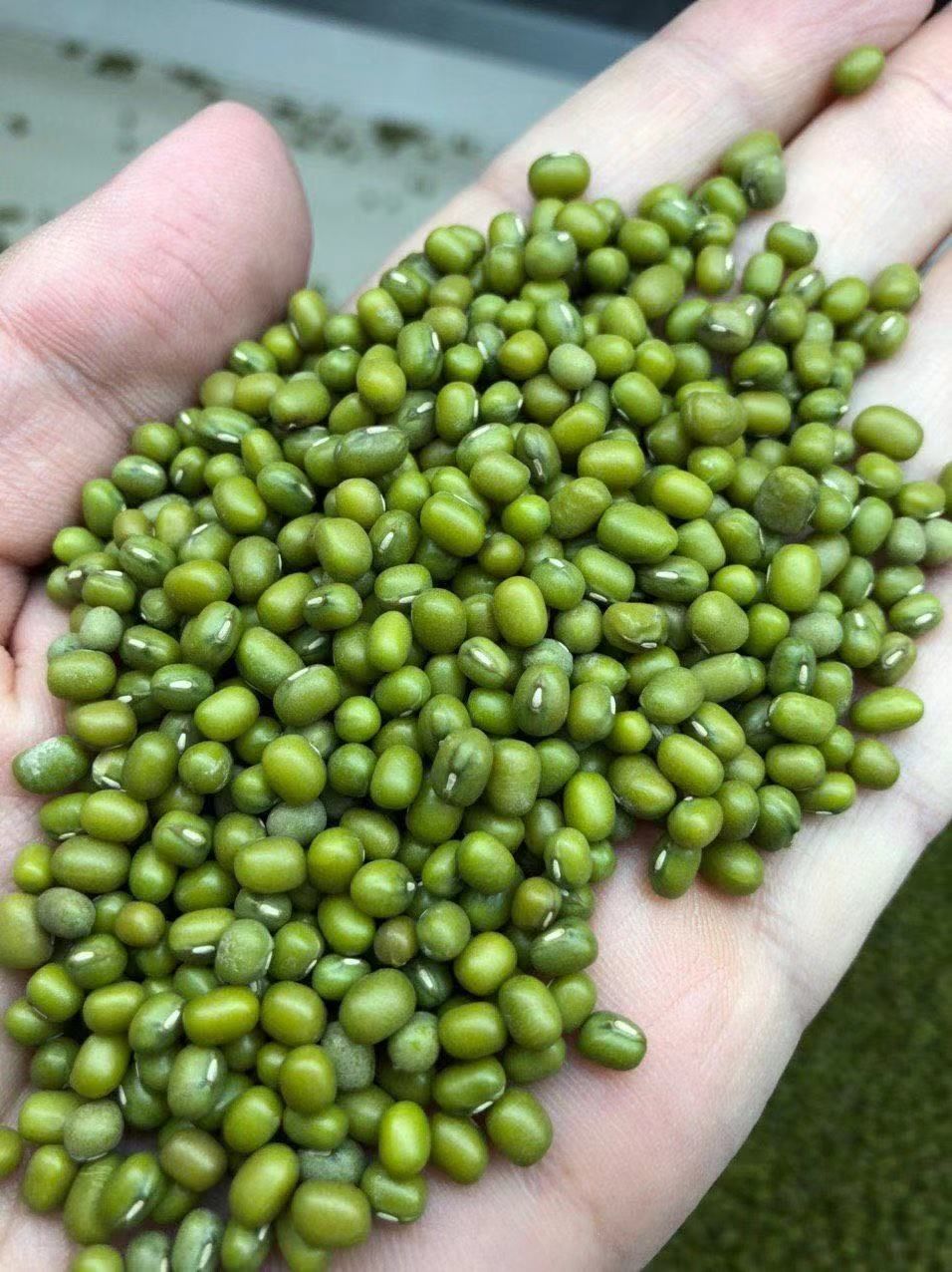 绿芽豆 袋装 1等品 