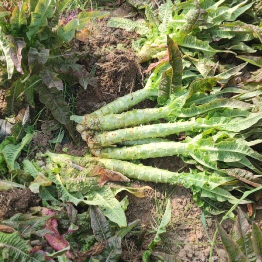 涡阳县圆叶莴笋  产地直销