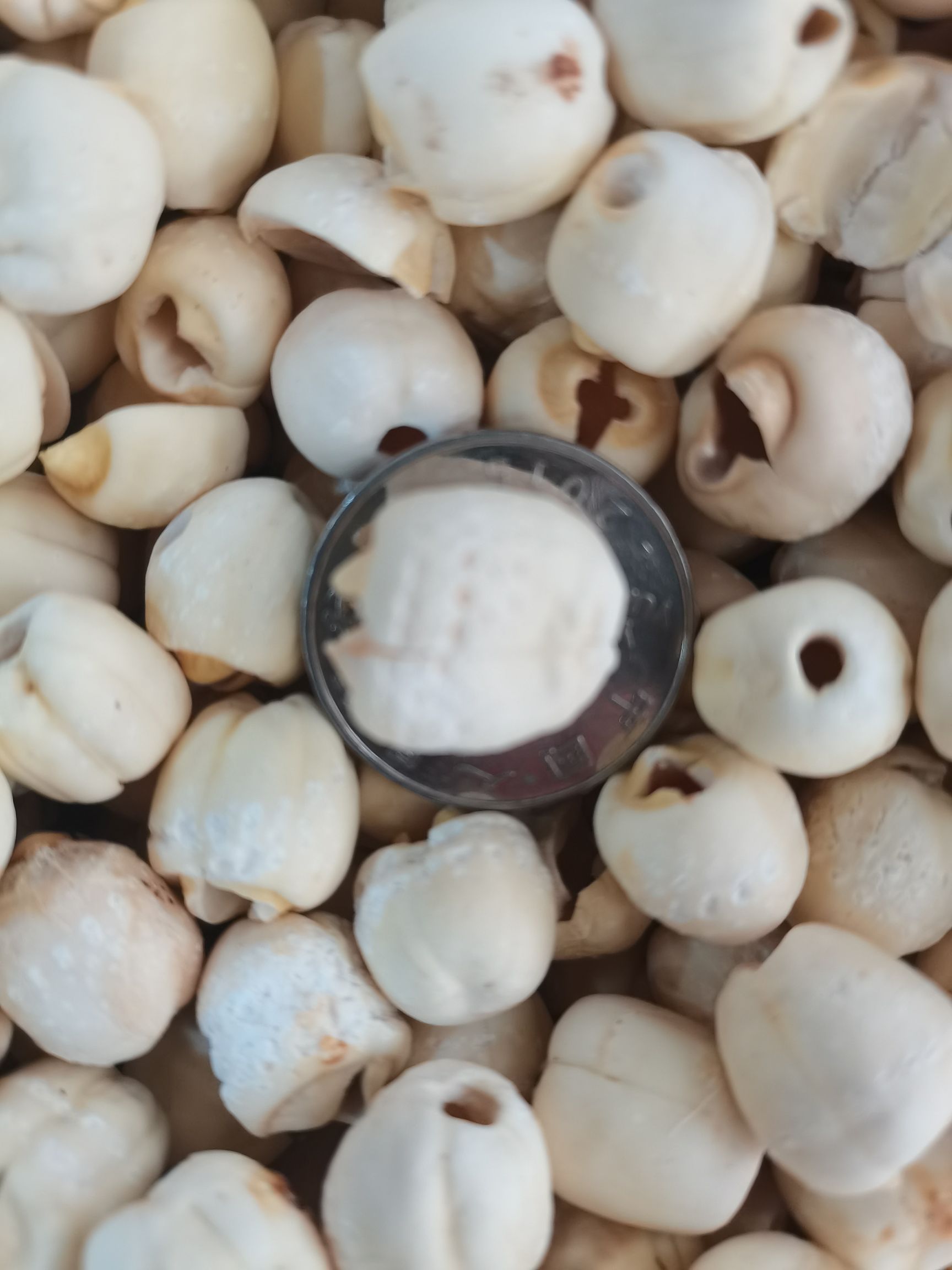 白莲 湖南湘潭白磨皮莲子新货无硫各规格齐全大量供应批零兼营