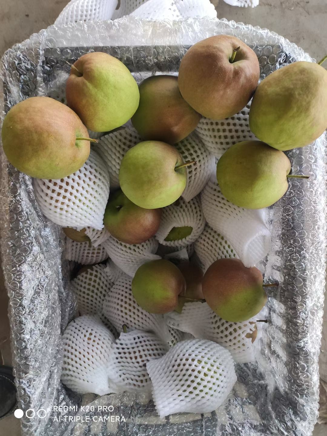 精品玉露香梨产地直销