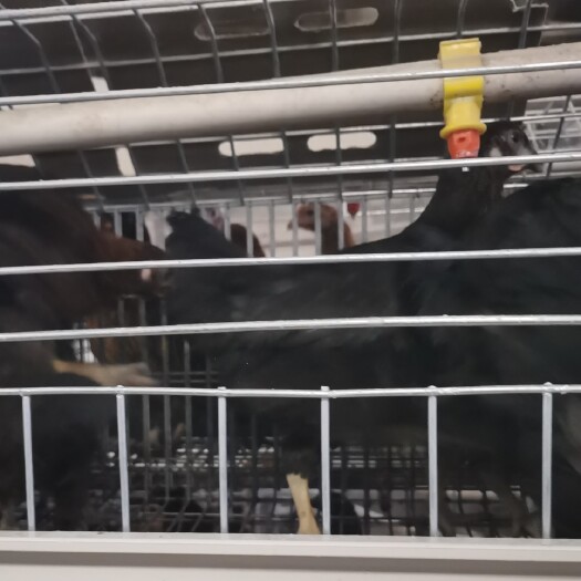 鹤壁蛋鸡苗  《青年鸡厂家》《青年鸡批发》《黑羽蛋鸡》《节粮蛋鸡》《蛋鸡》