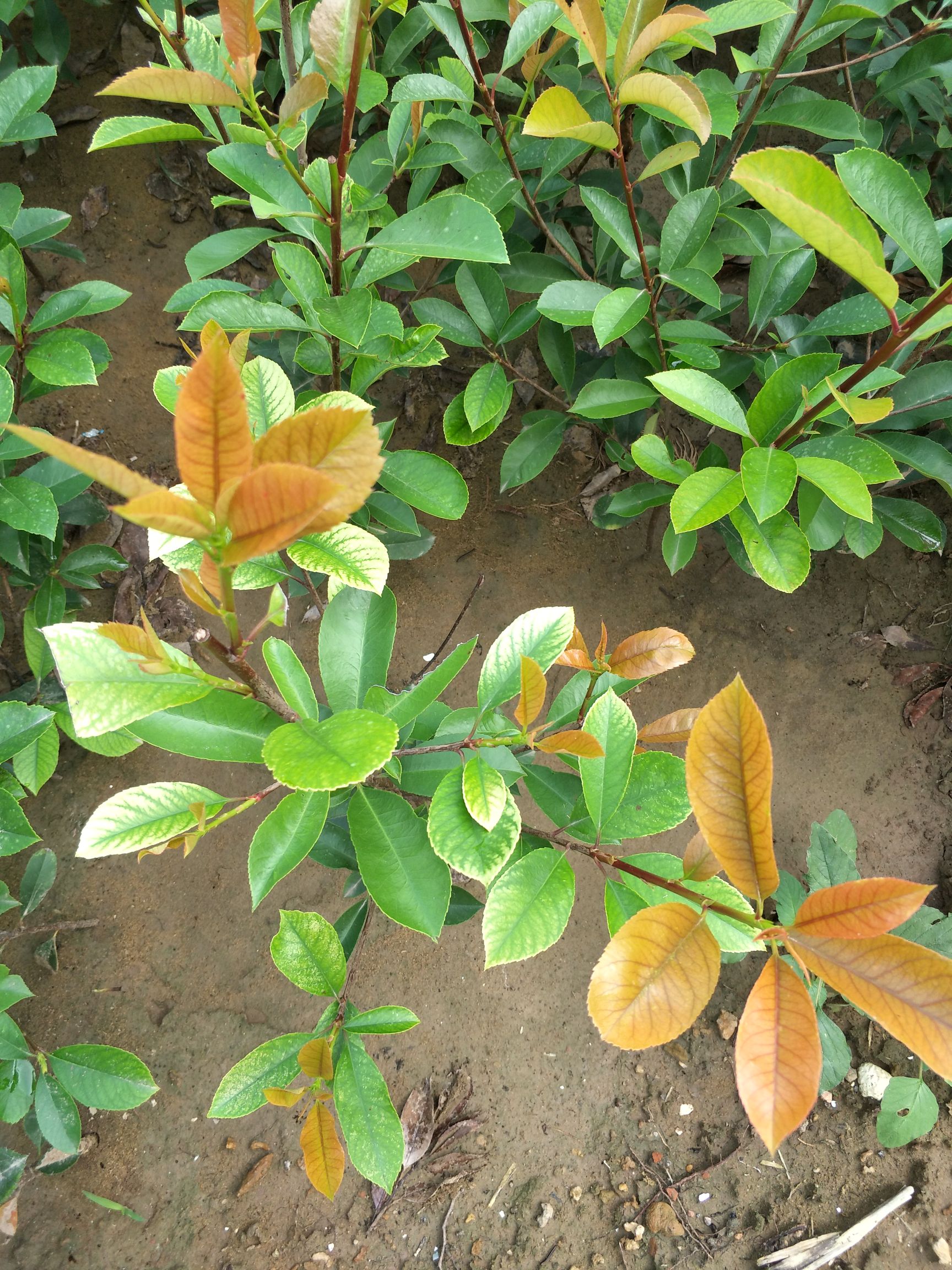  红叶石楠高度30-40冠幅15-30