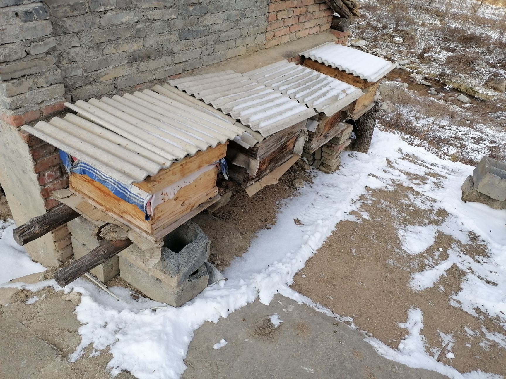 中华蜜蜂  秦岭深山中蜂群，健康，旺盛，群大！