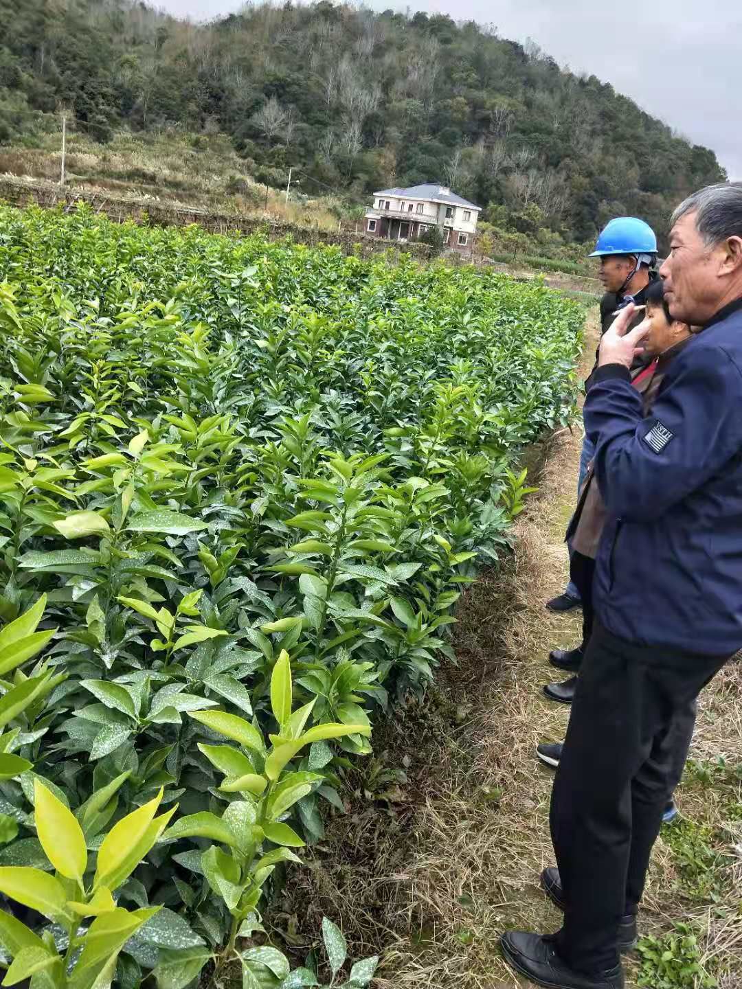 象山黄美人柑橘苗，爱媛68，价格实惠，欢迎实地考察！