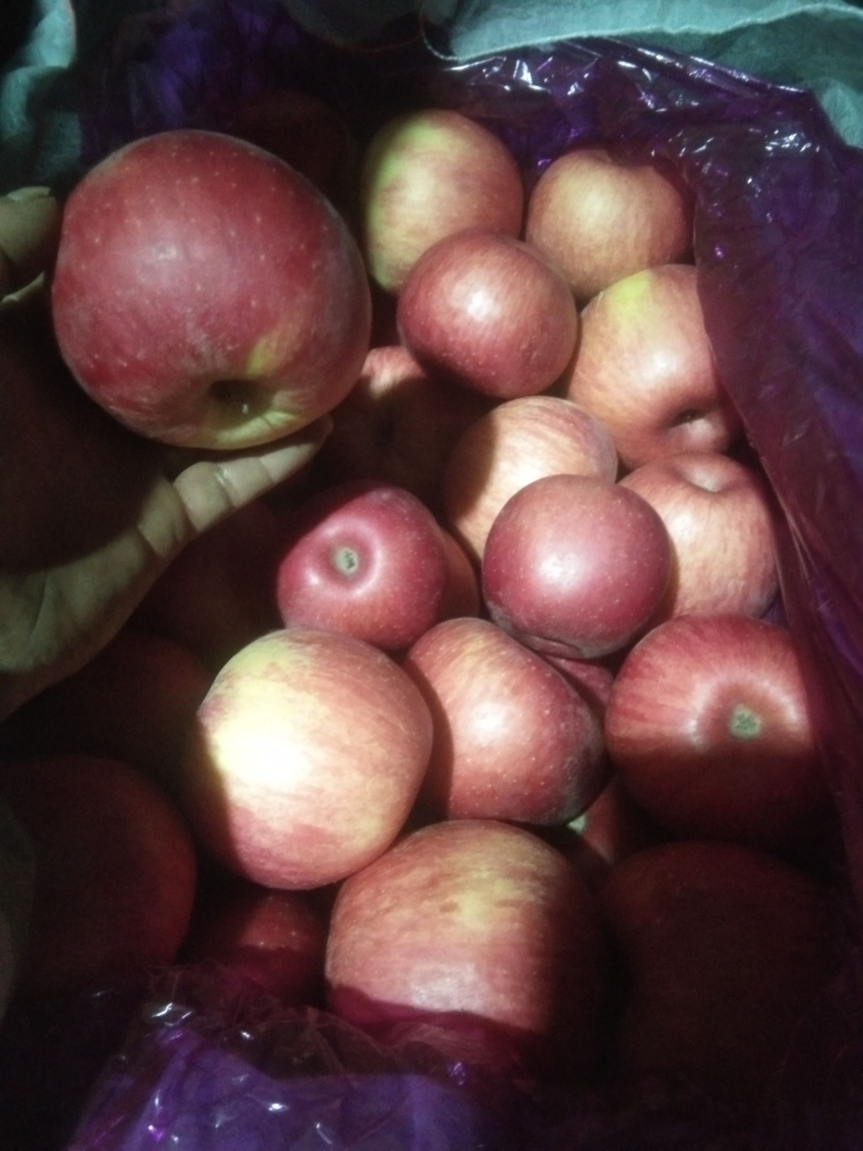  红富士苹果，产区直销，大量现货，可按需包装，适合各市场货源足