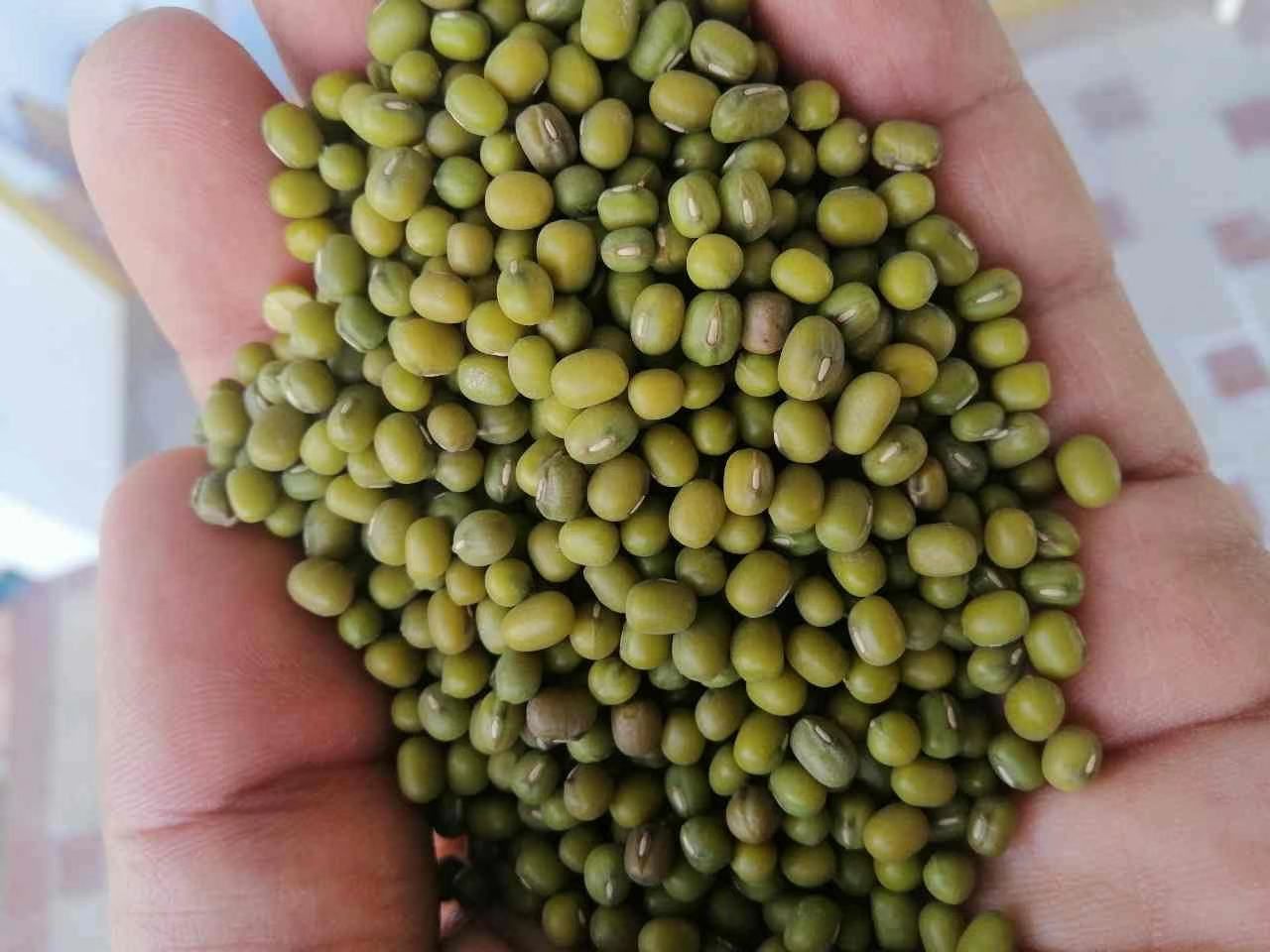 绿芽豆 袋装 1等品 