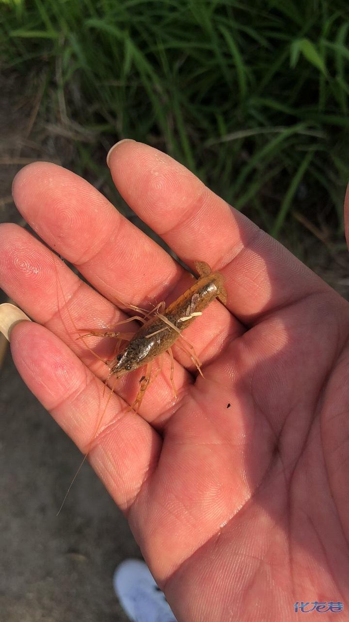 潜江市小龙虾苗，种虾青虾苗，可打包，可专车，专车人员随车指导投苗。