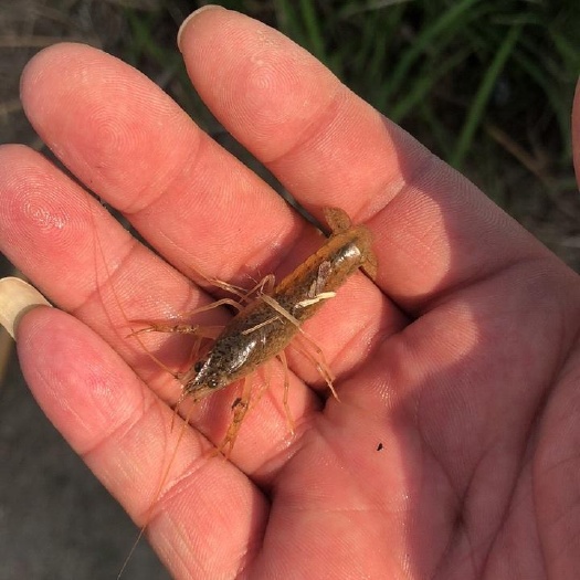 潜江市小龙虾苗，种虾青虾苗，可打包，可专车，专车人员随车指导投苗。