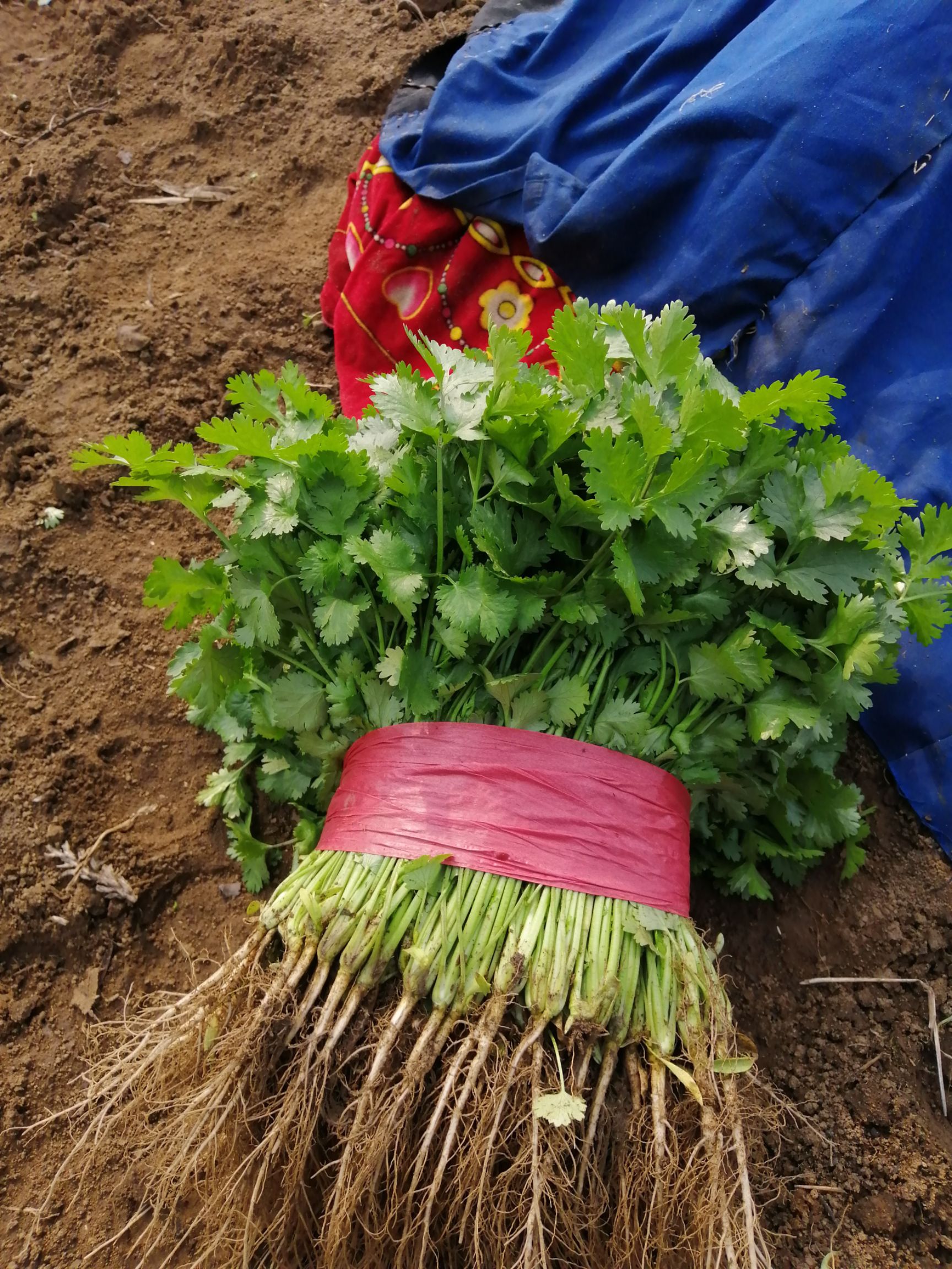 红根蒜苗 40cm以下 