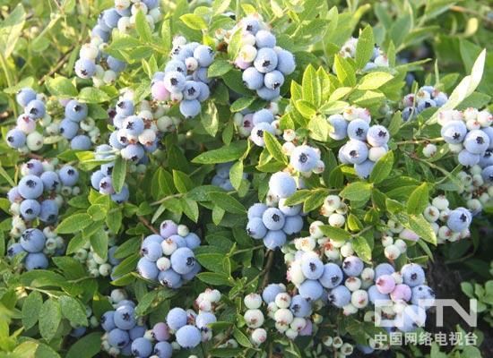 北蓝蓝莓苗  蓝莓苗，嘟柿苗，野生蓝莓苗，大兴安岭野生蓝莓苗，花青素高。