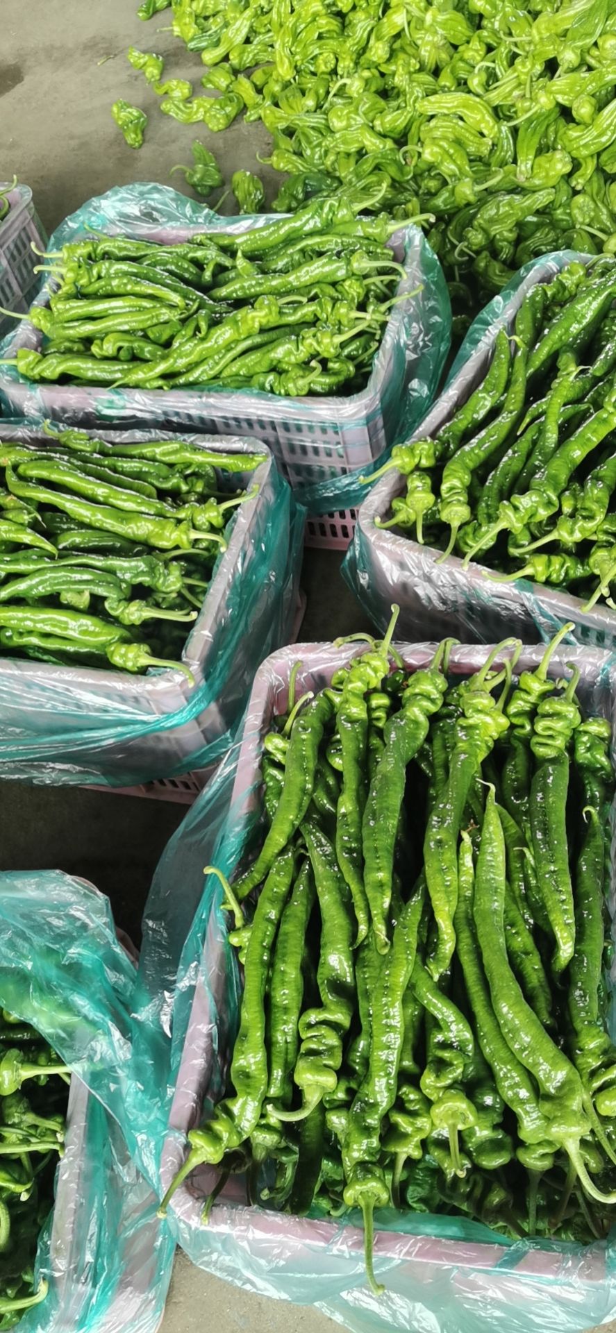 精品龙椒，螺丝椒，大量上市，大量有货，质量很好，价格不高。。