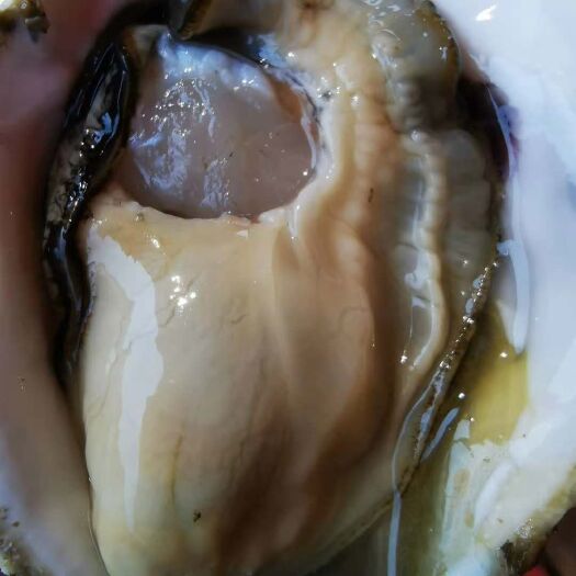 漳浦县 三倍体生蚝 养殖基地直批 量大从优