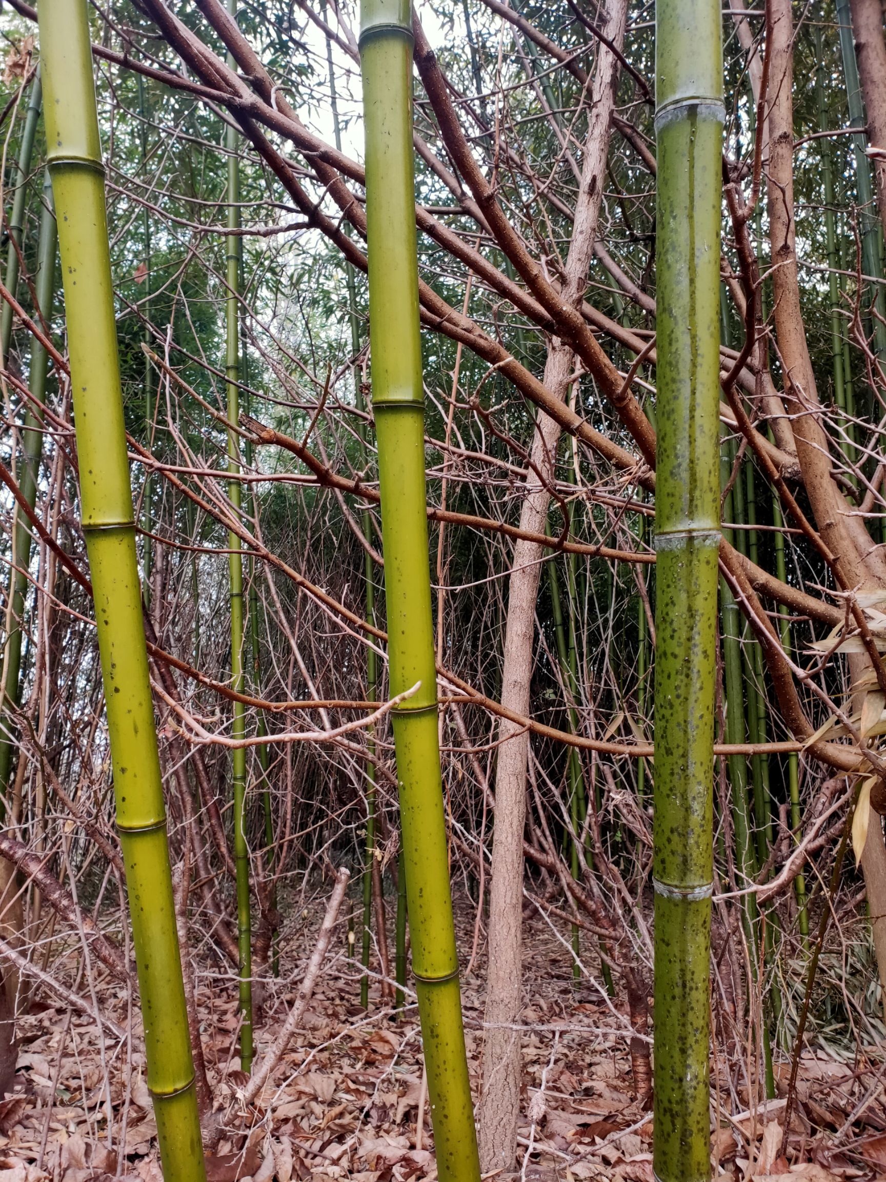 四季竹  竹子 菜架竹