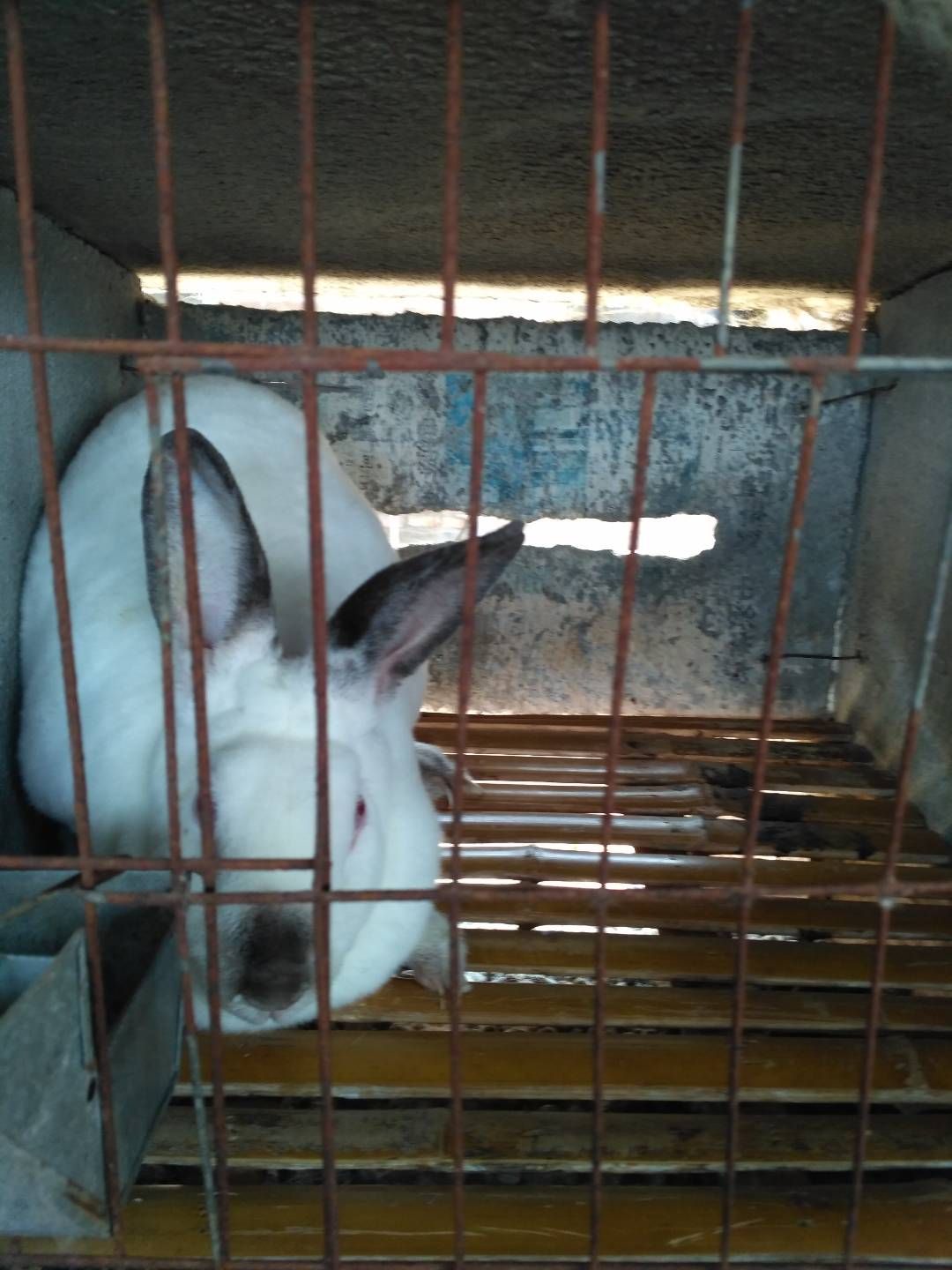 熊猫兔 大型肉兔养殖场 伊拉兔幼兔种兔养殖出售