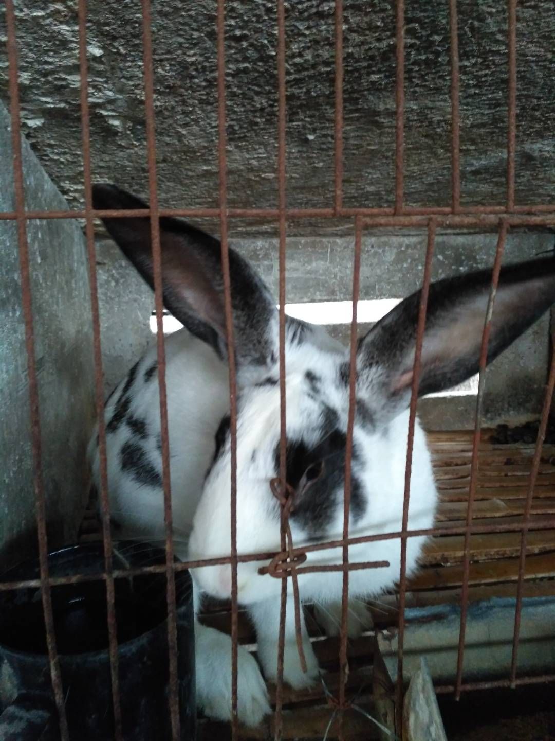 熊猫兔 大型肉兔养殖场 伊拉兔幼兔种兔养殖出售