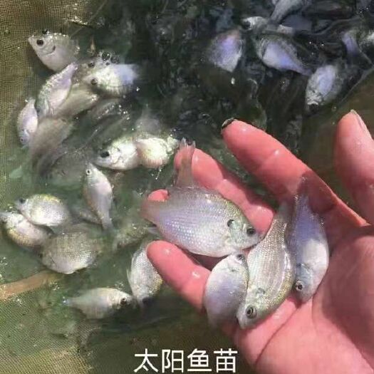 广州太阳鱼苗，抵抗能力强，生长快，量大从优，全程技术指导。