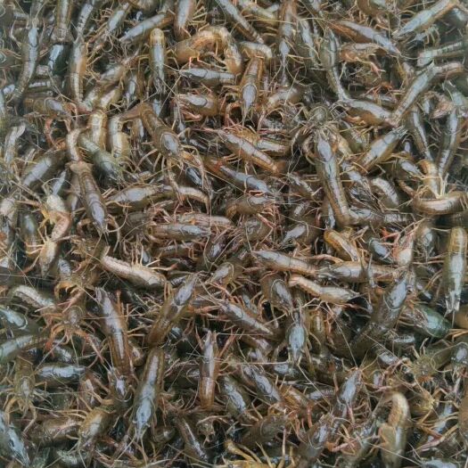 潜江市小龙虾，虾苗，开始上市供应了