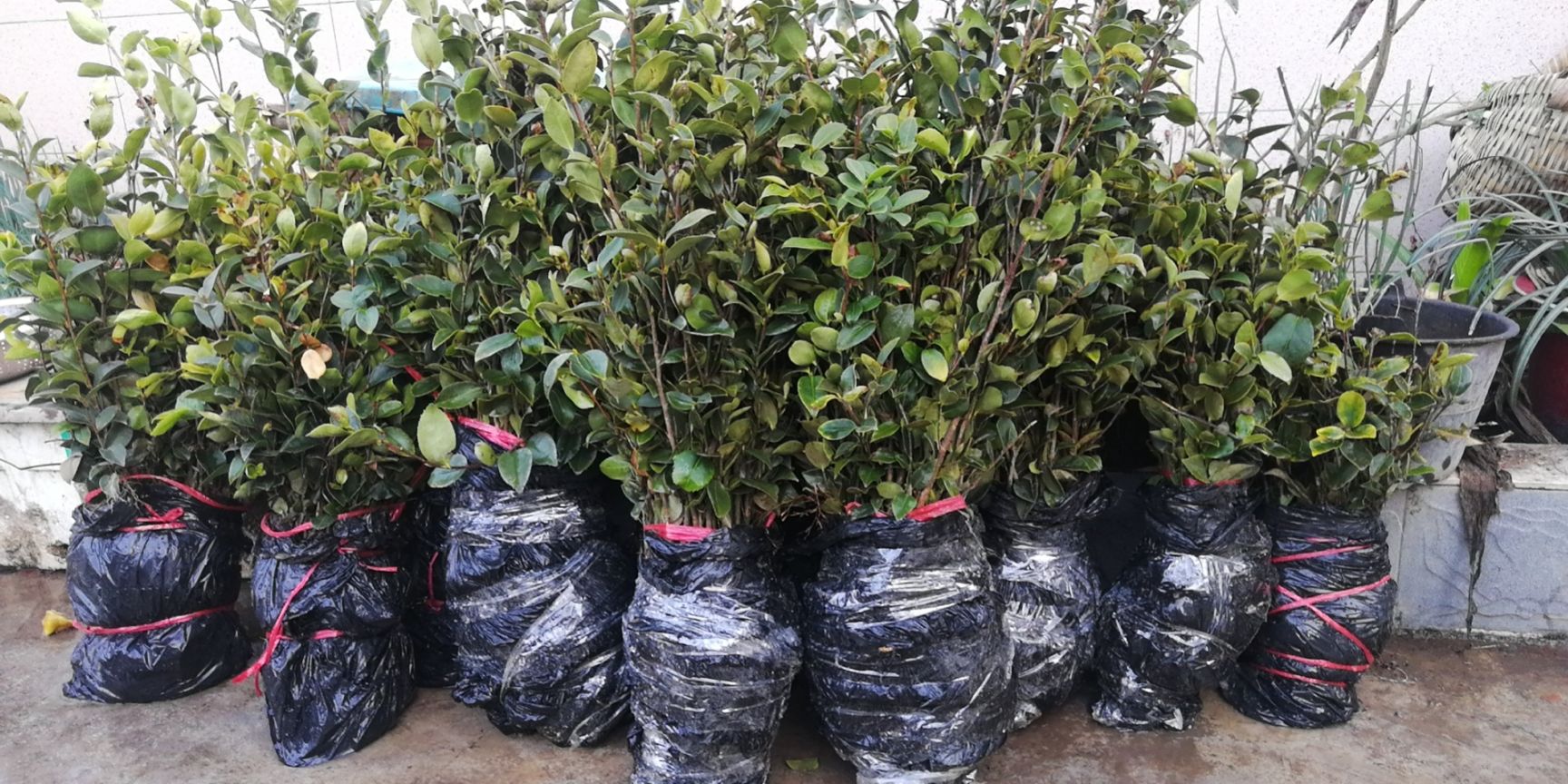 湘林210茶树苗 50厘米—1.5米