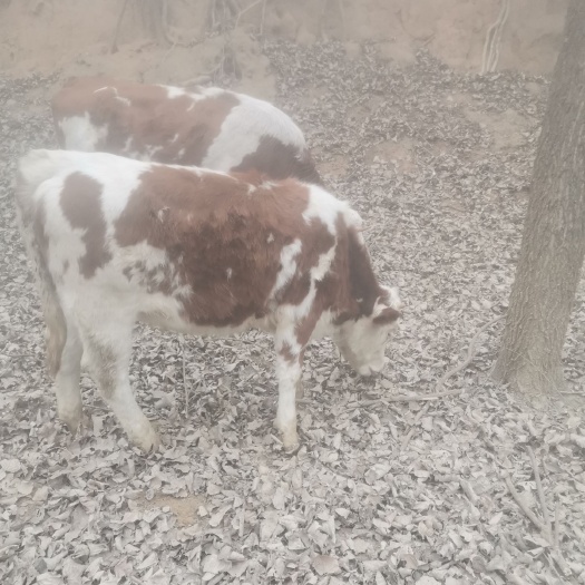 郑州肉牛 郑州的自繁自养牛