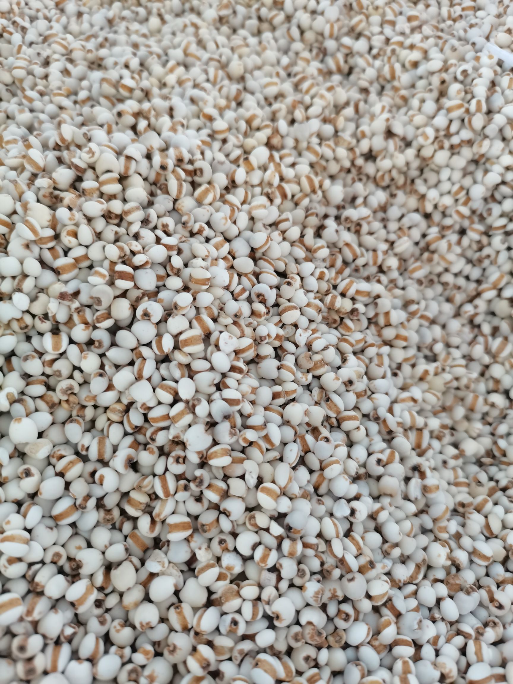 生薏仁  贵州小薏米，大薏米，新货无硫，大量供应，批零兼营