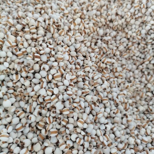 玉林生薏仁  贵州小薏米，大薏米，新货无硫，大量供应，批零兼营