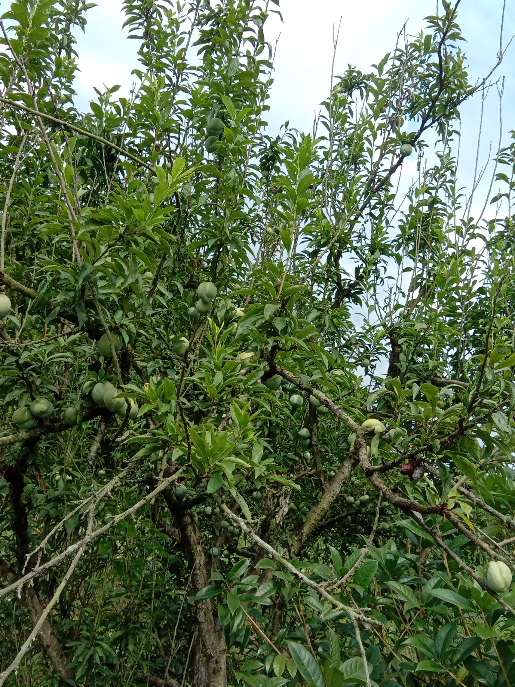 奈李苗  可签合同  假一陪十  嫁接苗 基地值销