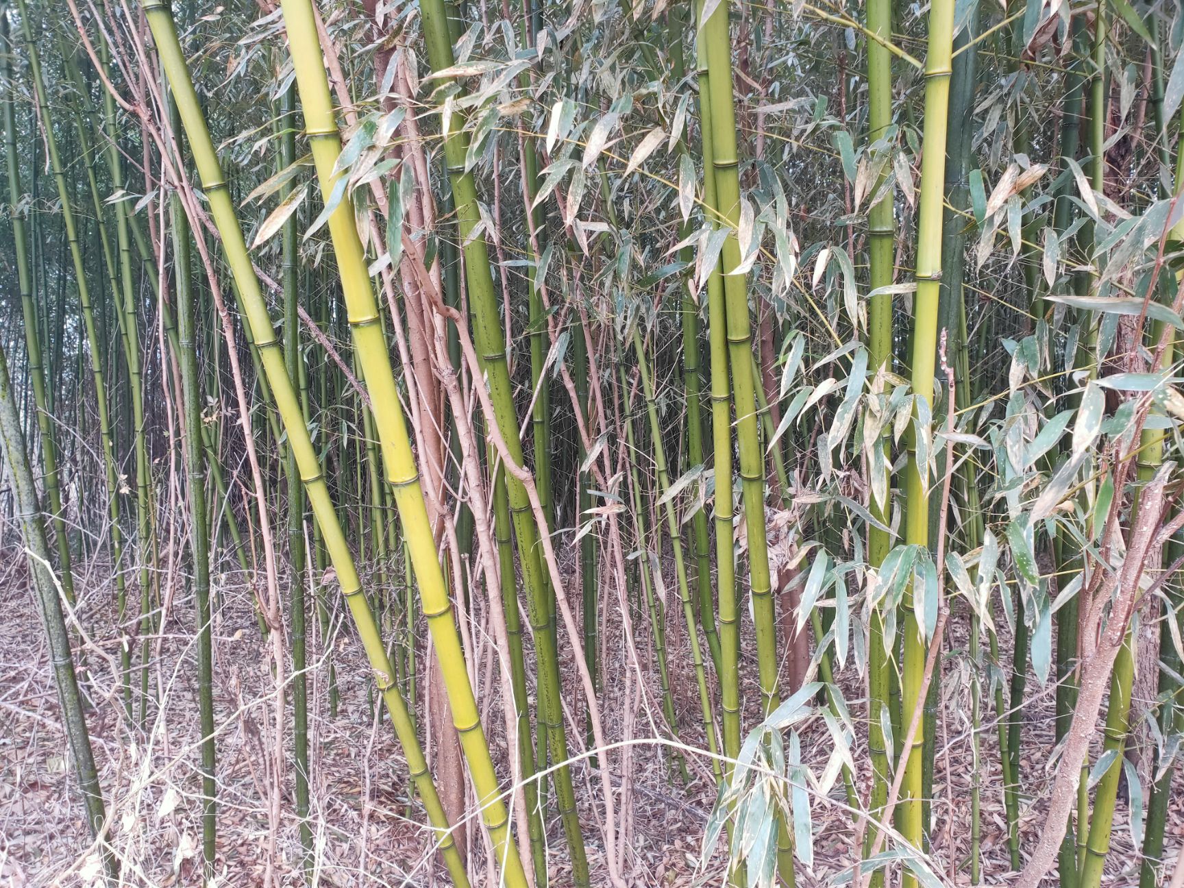 四季竹  竹子 菜架竹