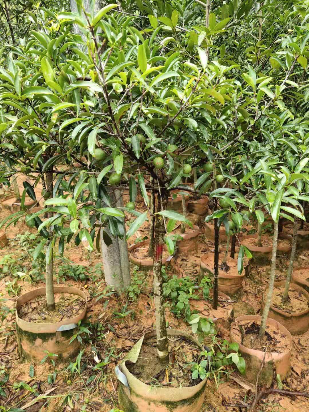 山竹树苗  黄金山竹苗庭院阳台盆栽地栽种植果树苗