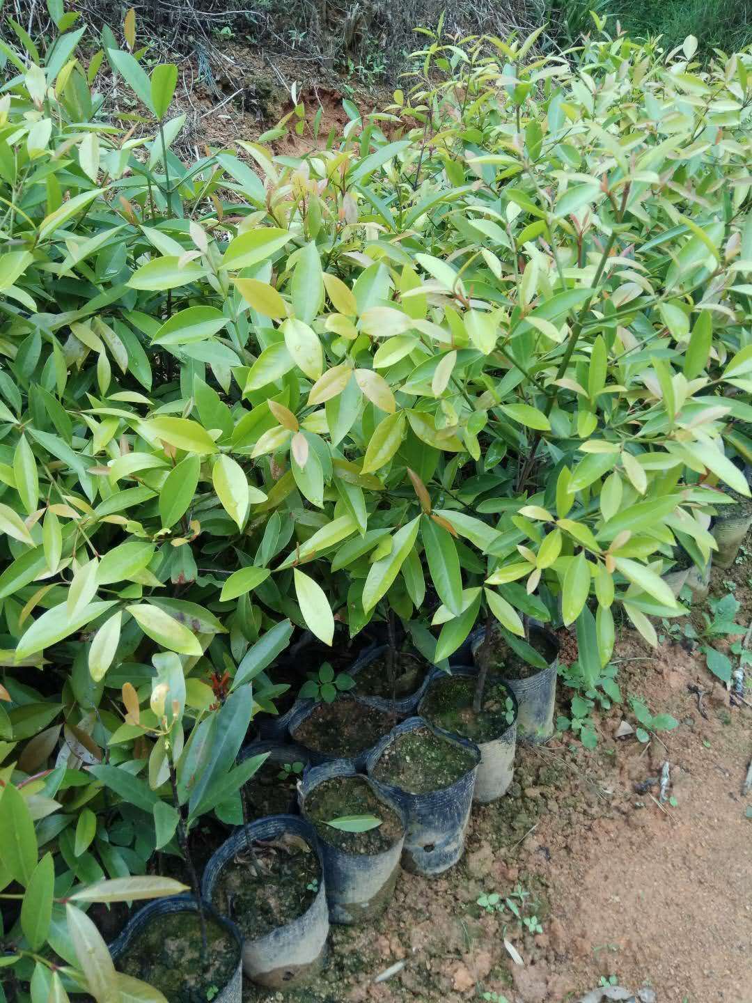 山竹树苗  黄金山竹苗庭院阳台盆栽地栽种植果树苗