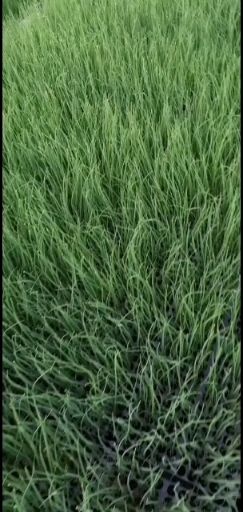 大葱葱苗，大葱种苗，山东章丘地头批发