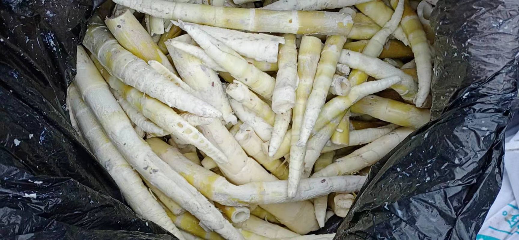 春笋 方竹笋，竹笋之中的精品