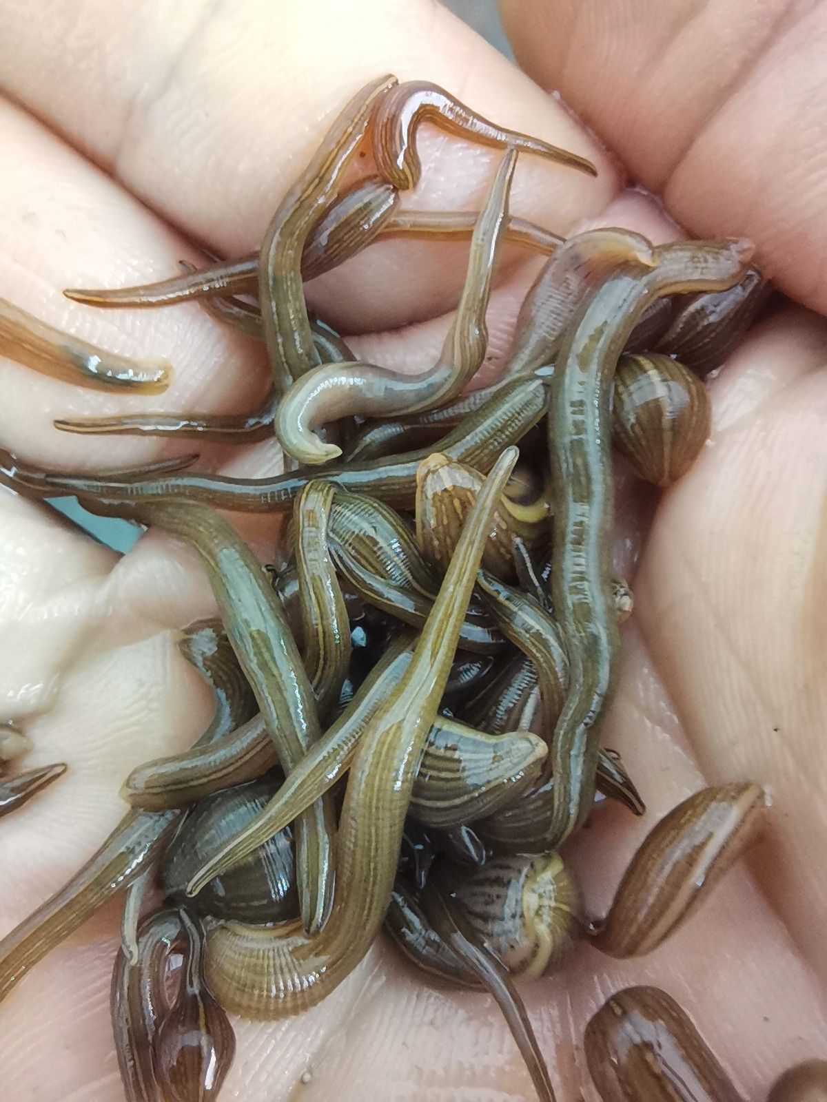 水蛭苗，宽体金线蛭，水蛭幼苗，满月苗，蚂蟥苗，种苗
