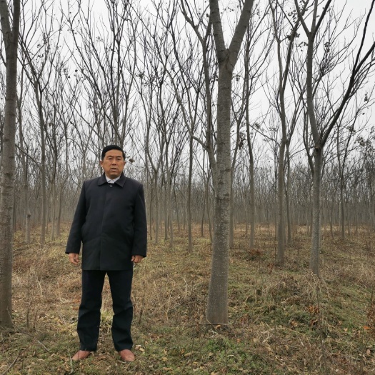 肥西县黄山栾树  栾树 安徽肥西