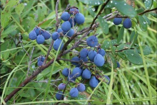 塔河县北蓝蓝莓苗  蓝莓苗，嘟柿苗，野生蓝莓苗，大兴安岭野生蓝莓苗。