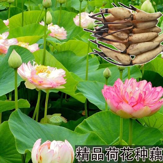 临邑县荷花苗基地直供水生植物苗观赏荷花苗