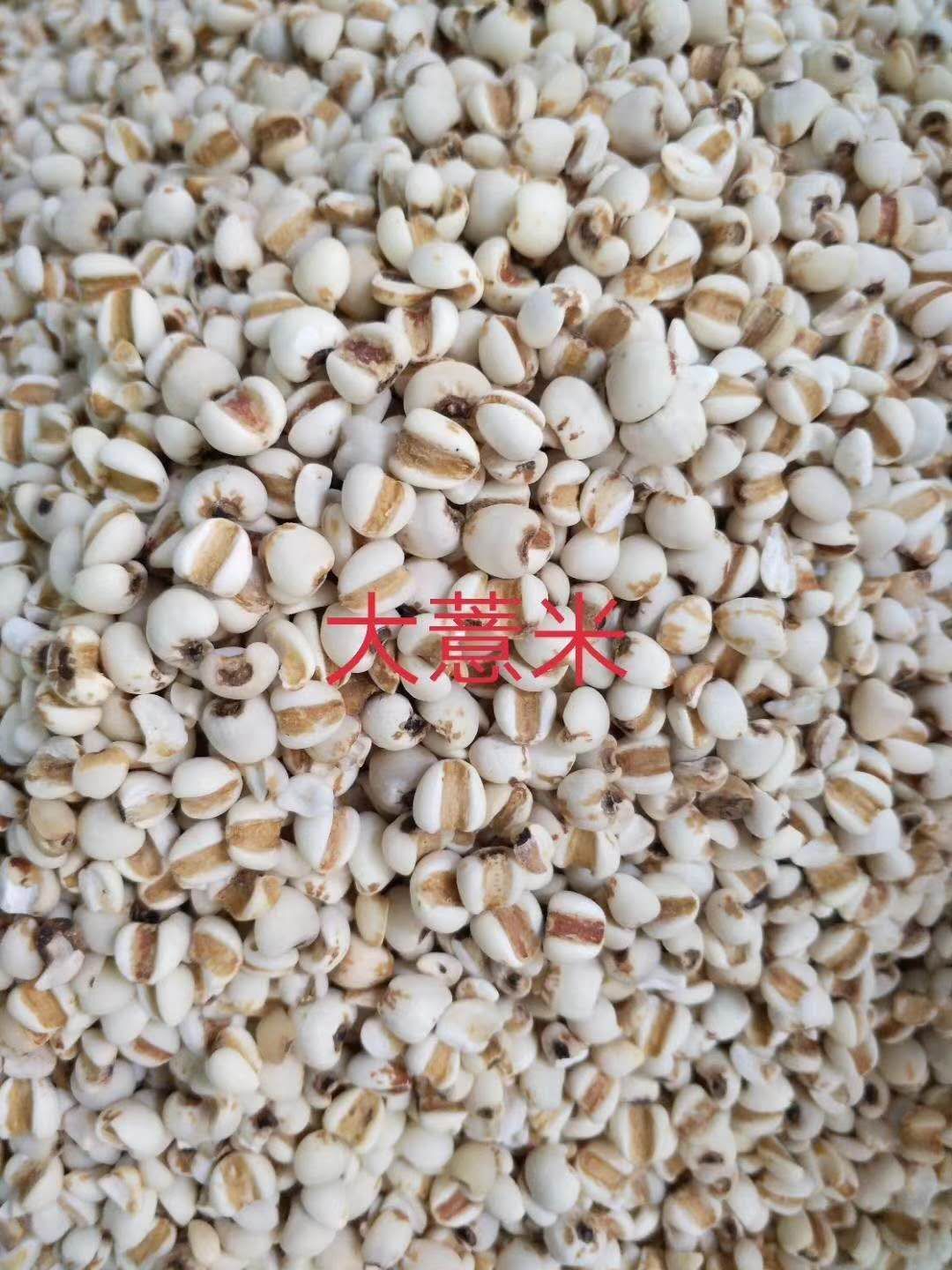 生薏仁  贵州小薏米，大薏米，新货无硫，大量供应，批零兼营