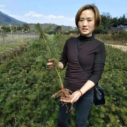 东安县杉木树苗 湖南永州东安大量杉树苗出售