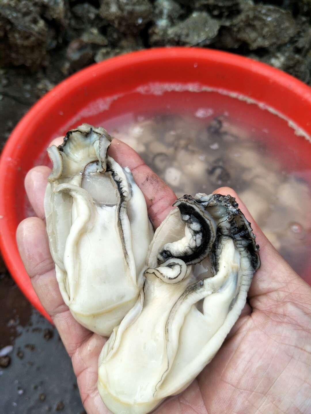 牡蛎 台山生蚝肉批发