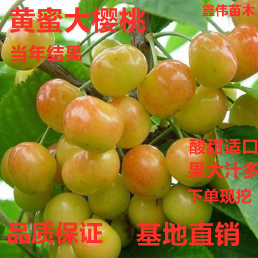 平邑县黄蜜樱桃苗  黄蜜大樱桃苗酸甜适口肉厚多汁盆栽地载庭院南北方种植