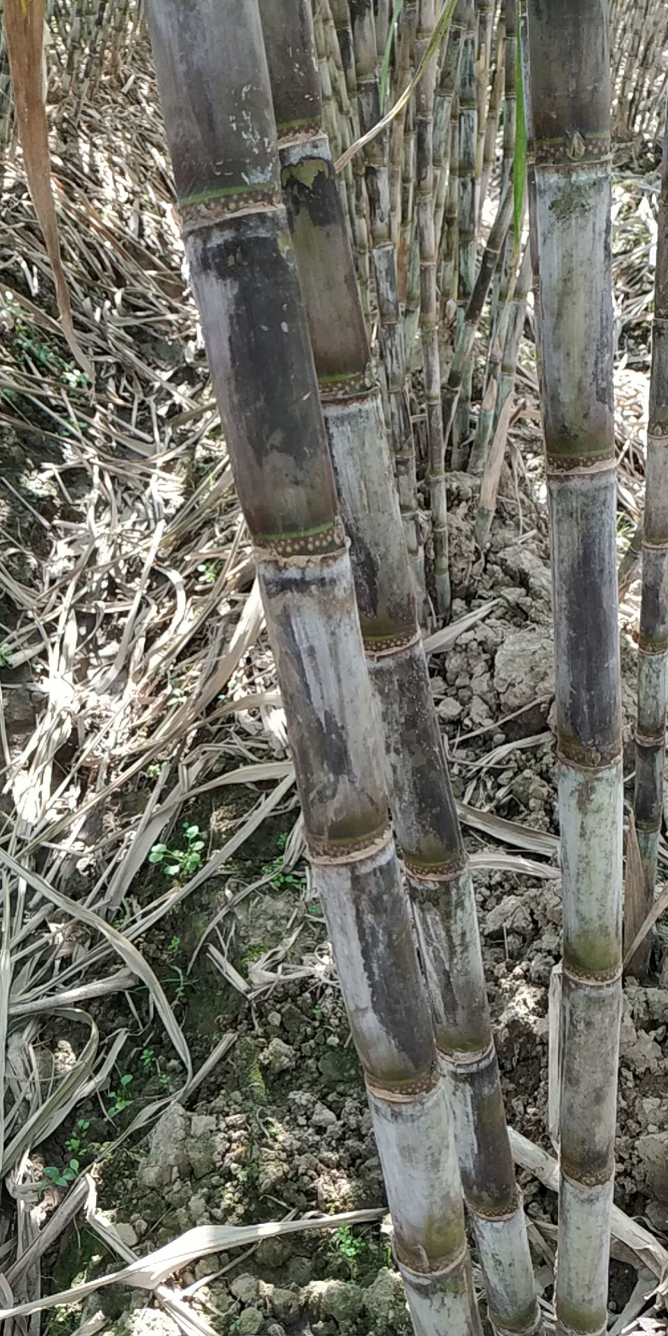 青皮白玉甘蔗，水份多，超级甜，