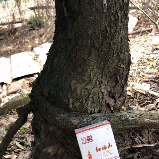 江门海岛罗汉松 
