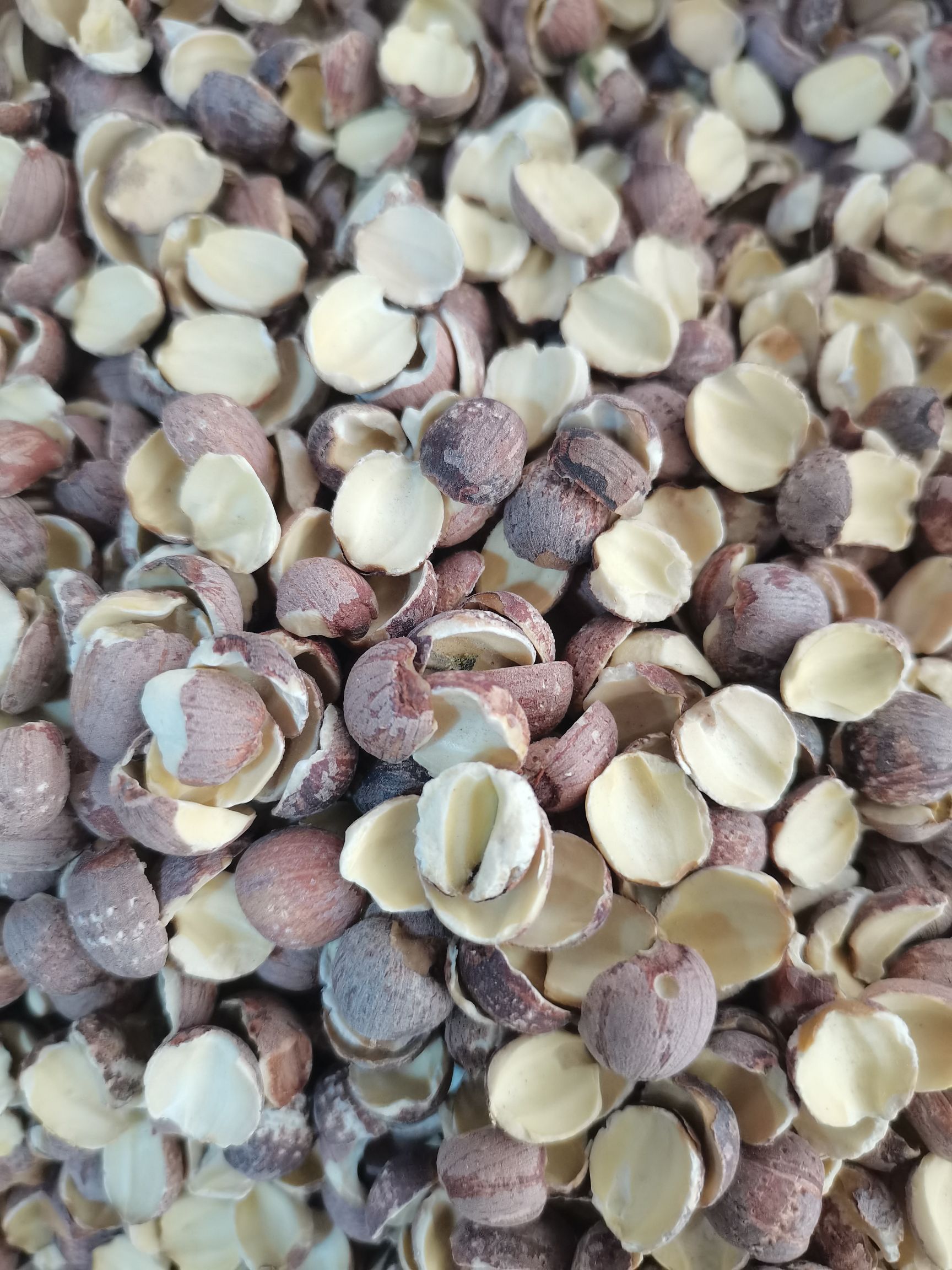 湖南湘潭红莲个子半开红边莲半开白边莲，新货无硫大量供应批零