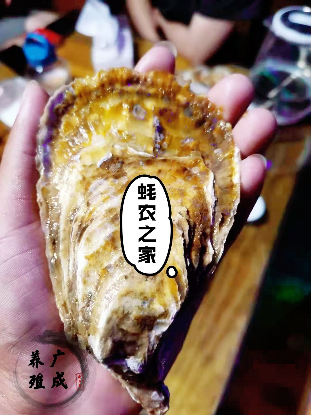  三倍体生蚝 养殖基地直批 量大从优