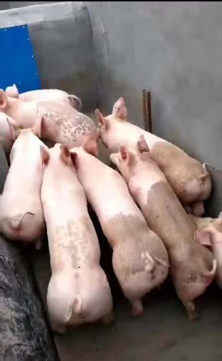 三元仔猪  仔猪销售 厂家直销 品种齐全 防疫严格