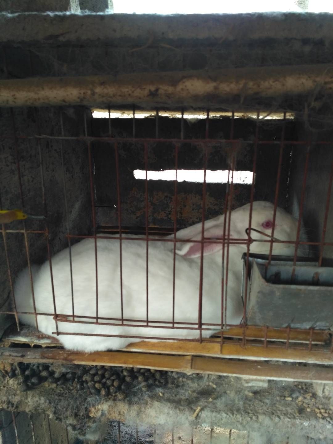 熊猫兔 大型肉兔养殖场 伊拉兔幼兔种兔养殖出售